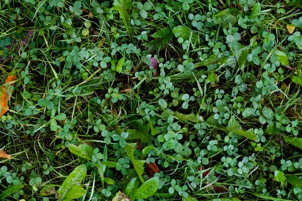 Trébol verde y hojas de diente de León