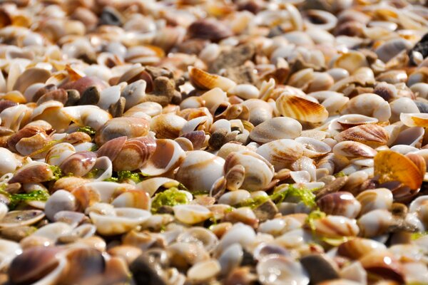 Spiaggia di conchiglie con alghe in primo piano