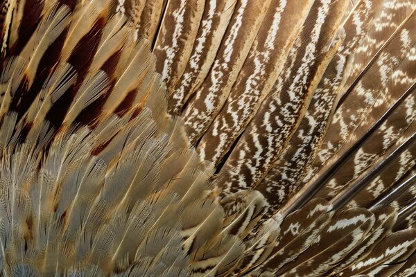 Fondo de plumas de aves exóticas