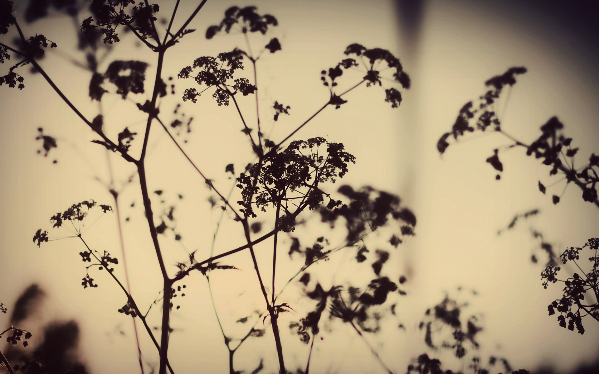 nature plantes silhouette soir coucher de soleil