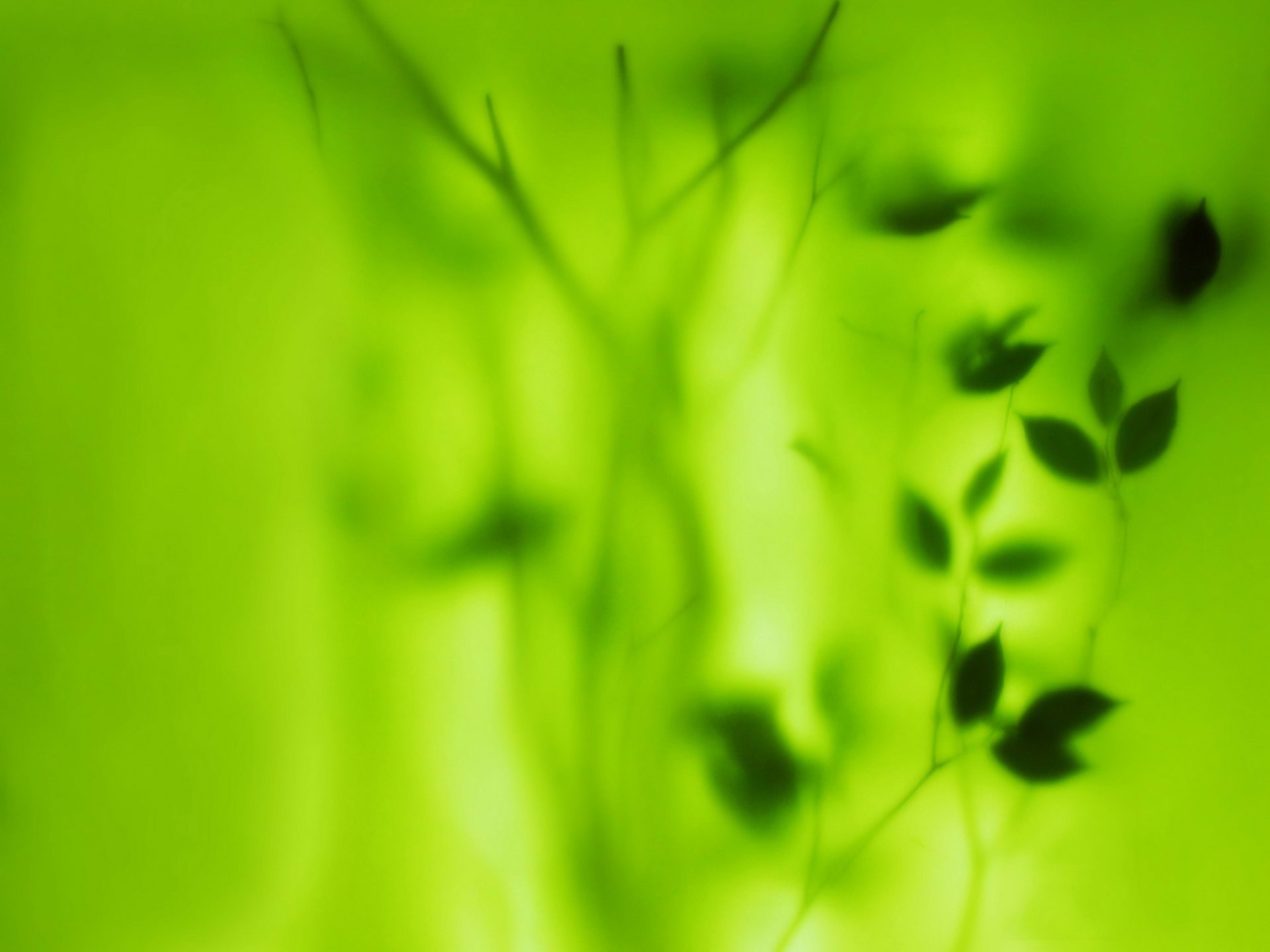 verde foglie sfocatura