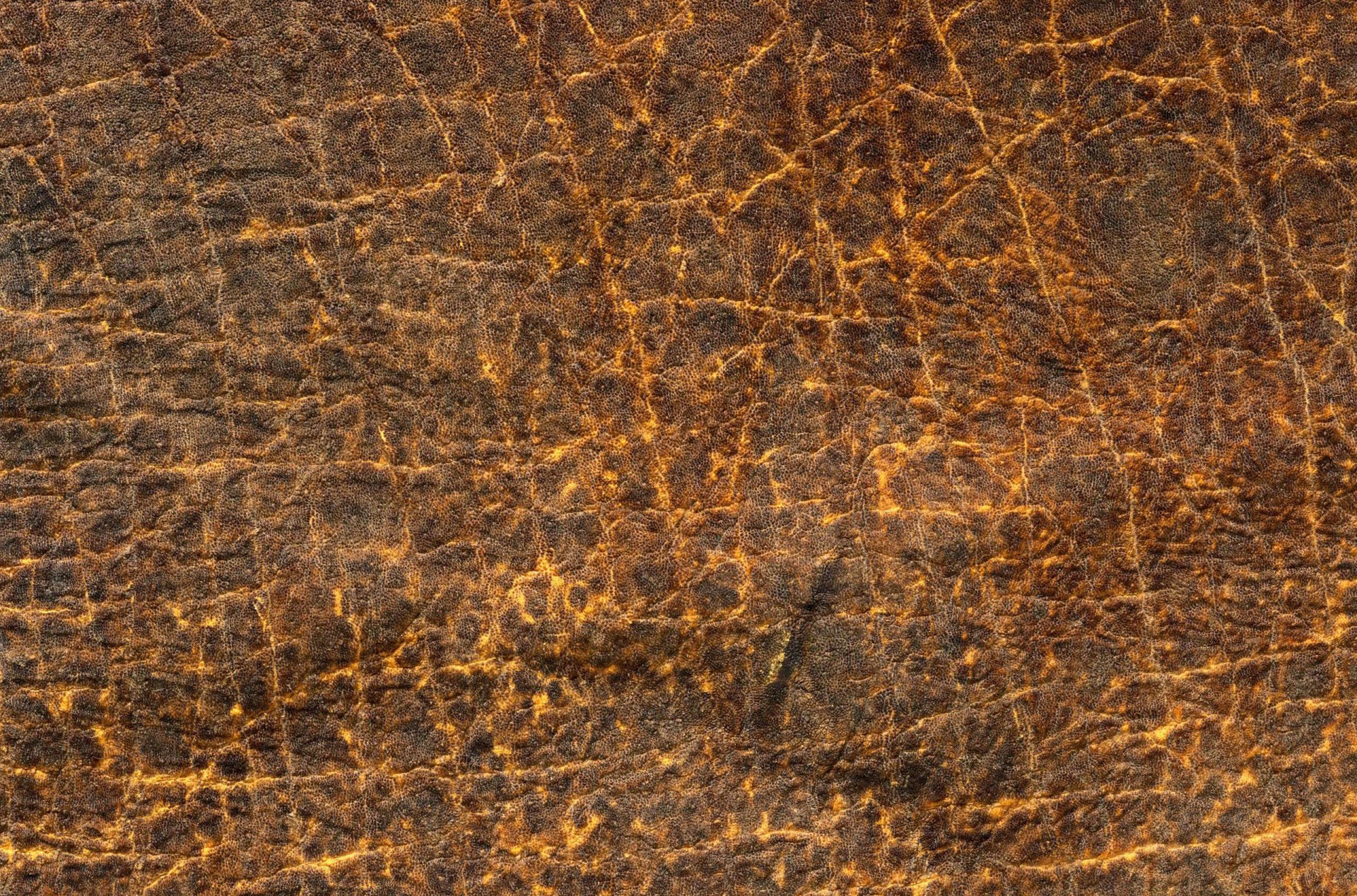 texture pelle venature medicazione texture animale sfondo sul lavoro