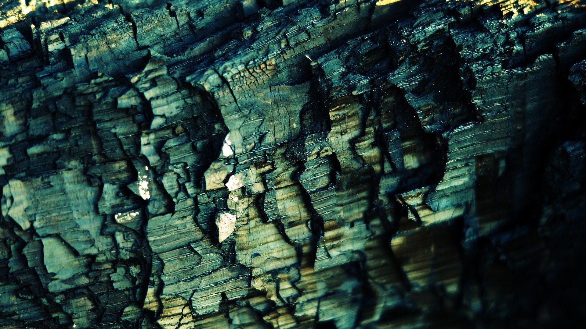 macro struttura corteccia albero tronco