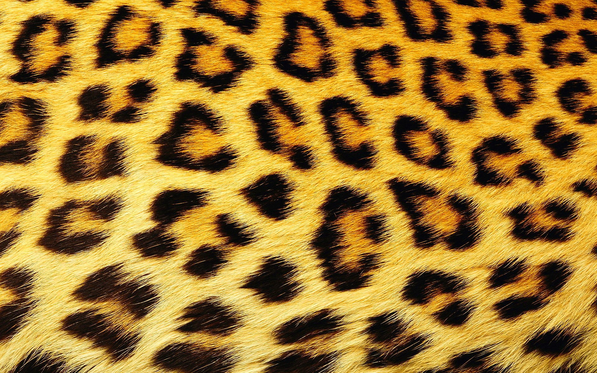 manchas leopardo lana textura