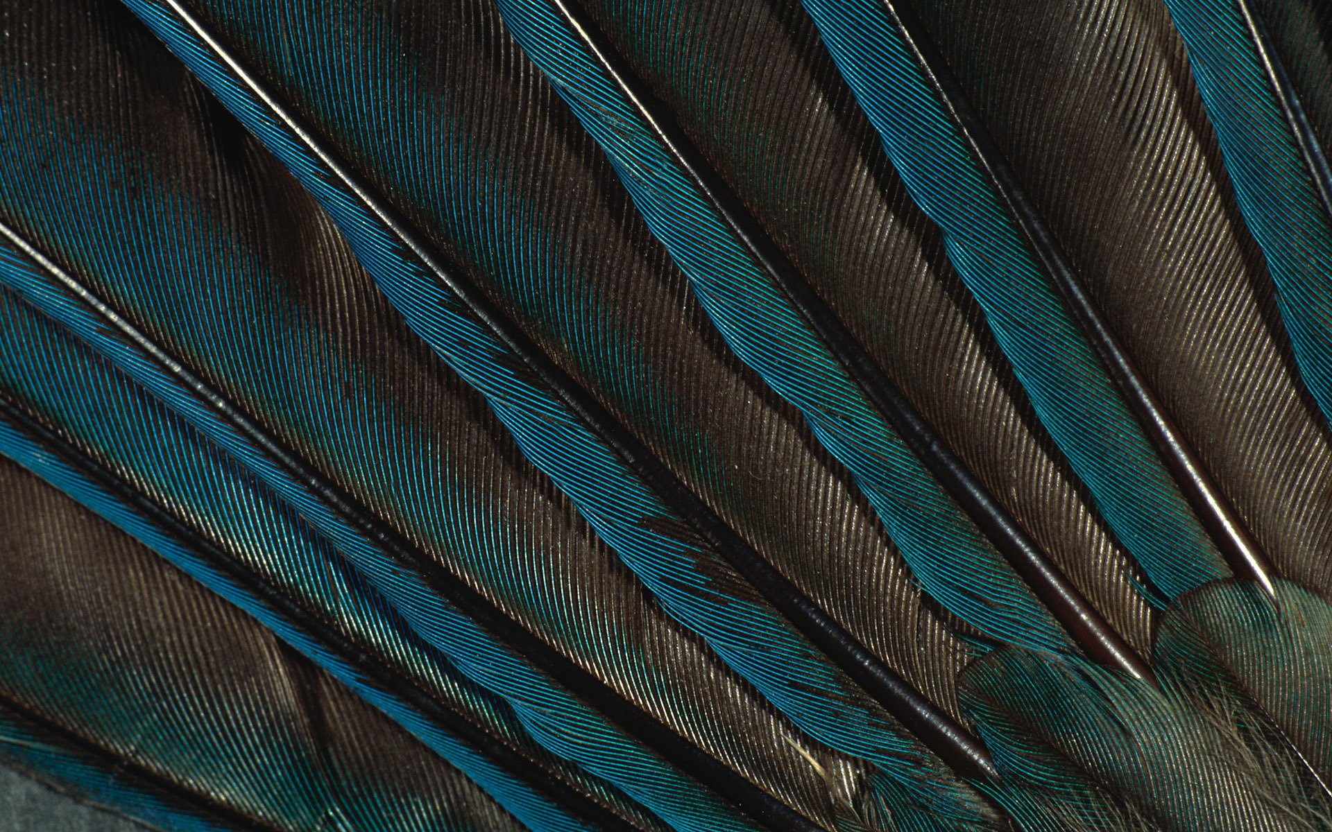 plumas pluma pavo real papel pintado verde pluma de pavo real