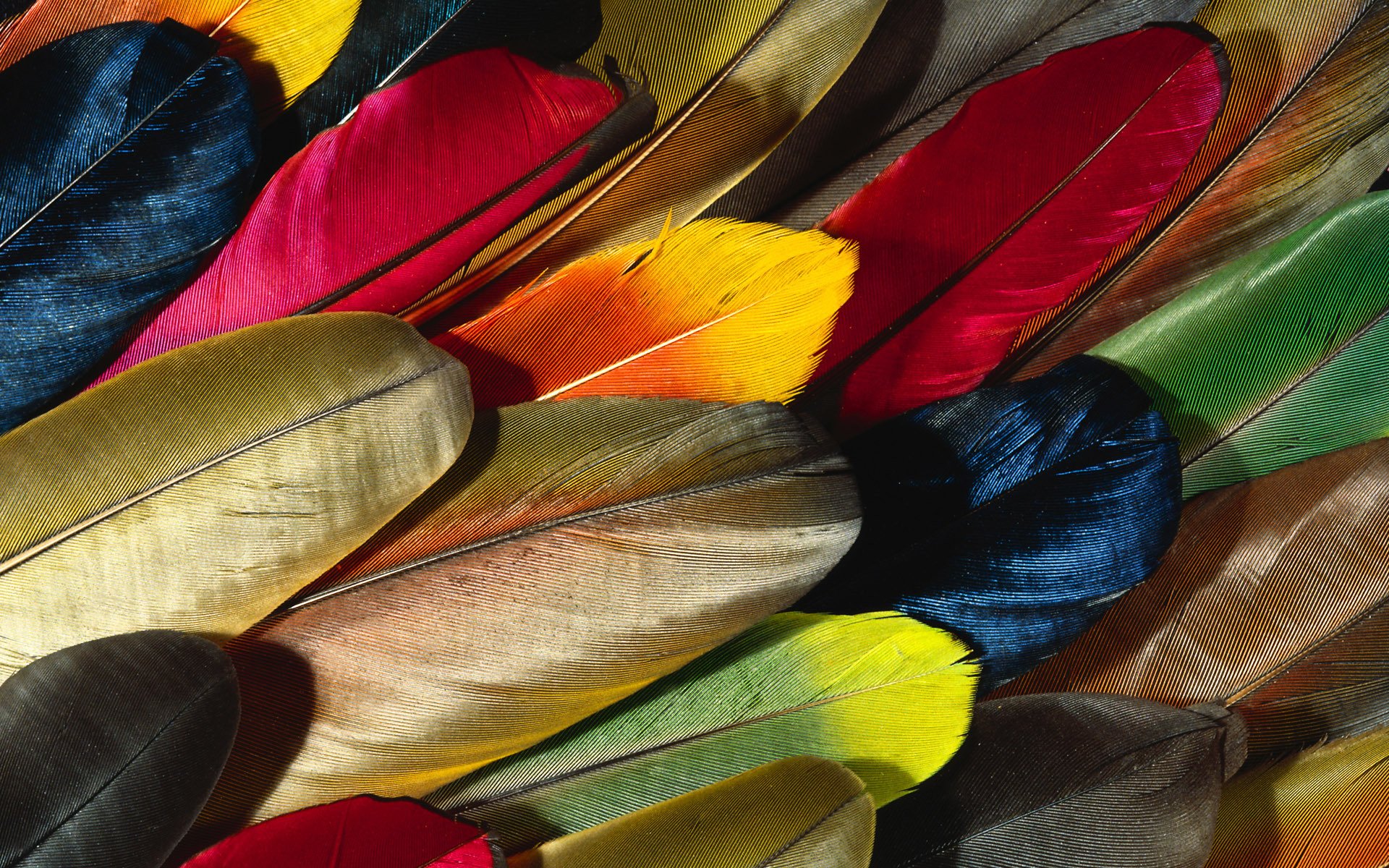plumes perroquets plume papier peint multicolore