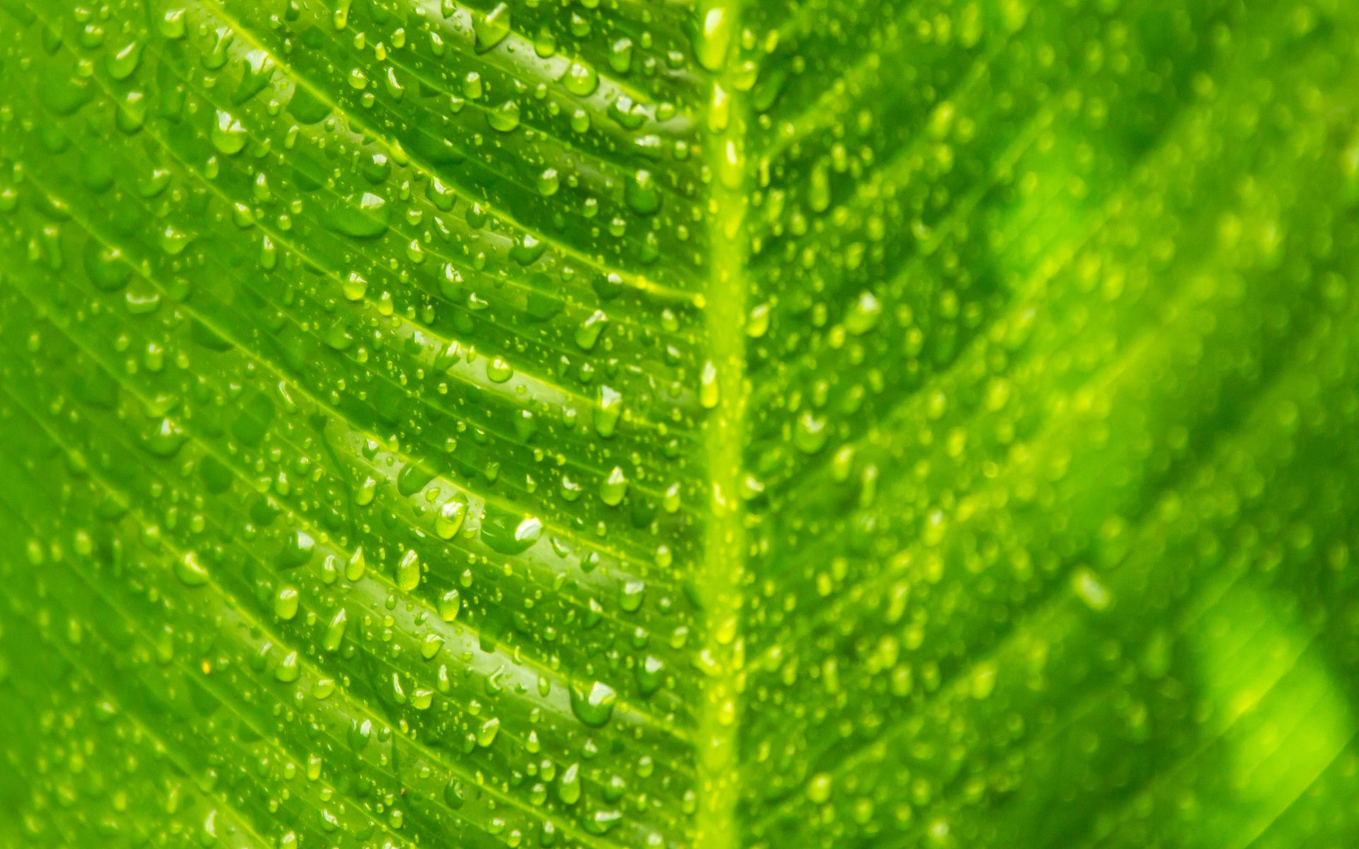 hoja verde gotas macro vetas