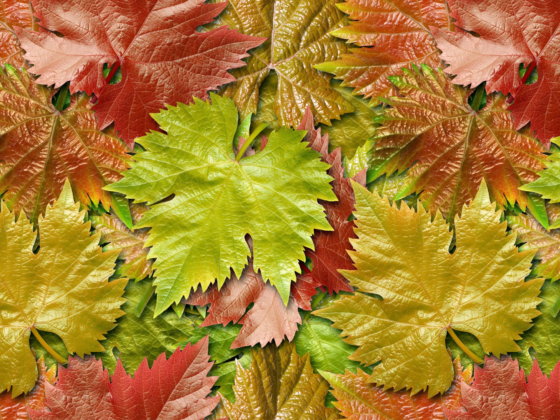hojas uvas otoño