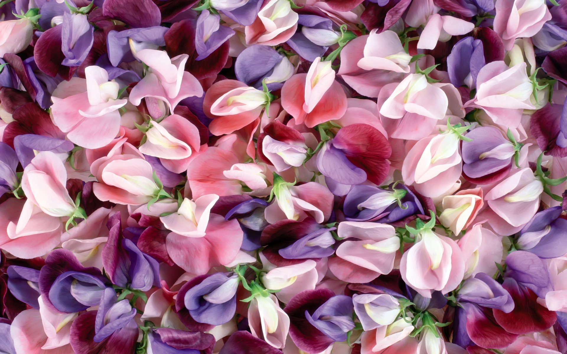 textur blumen bildschirmschoner makro farben