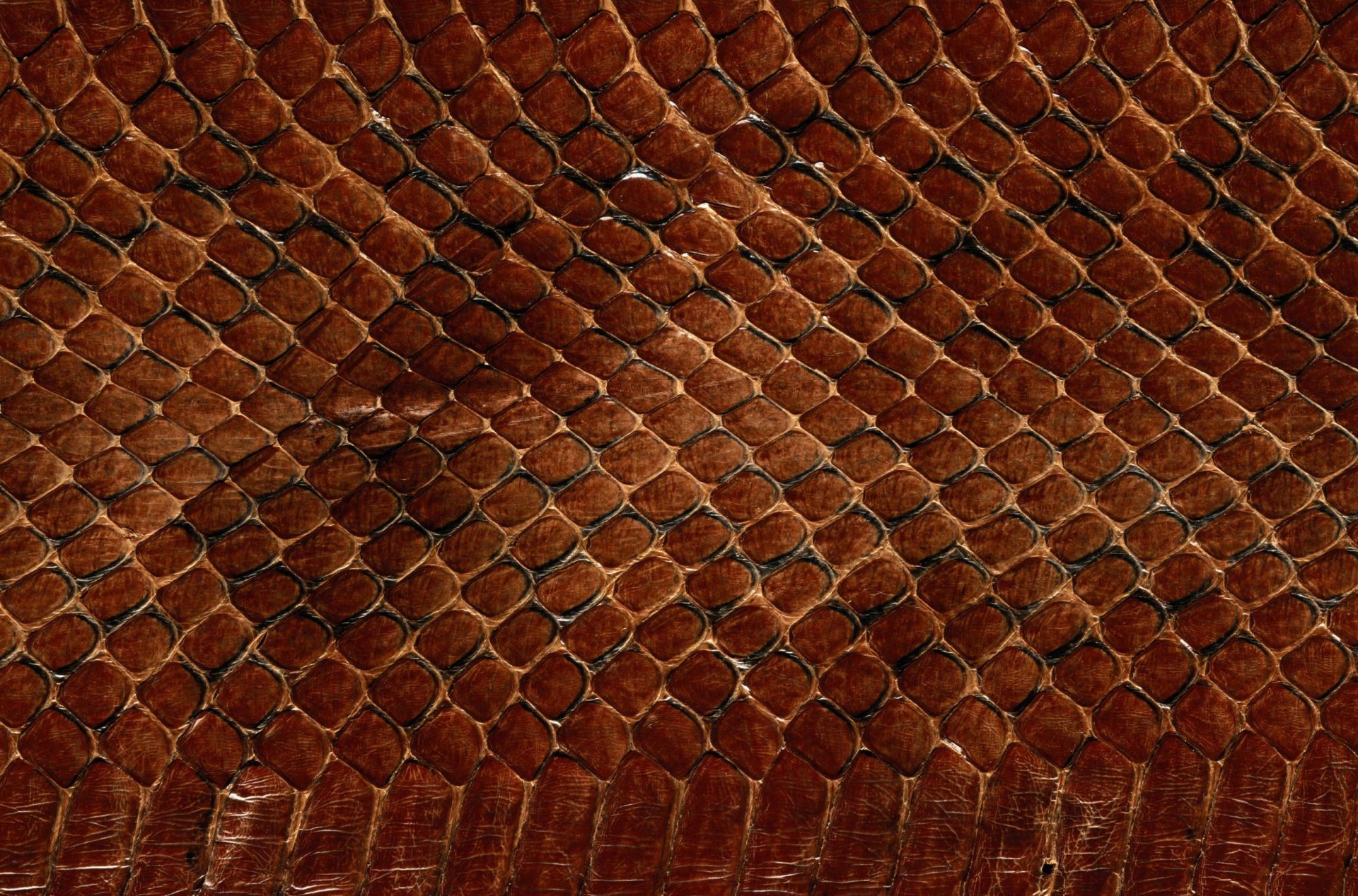 texture peau écailles de serpent texture animale fond d écran