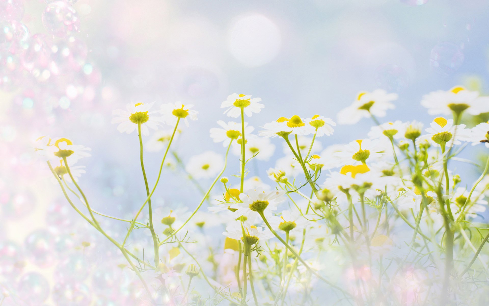 textur gänseblümchen blumen