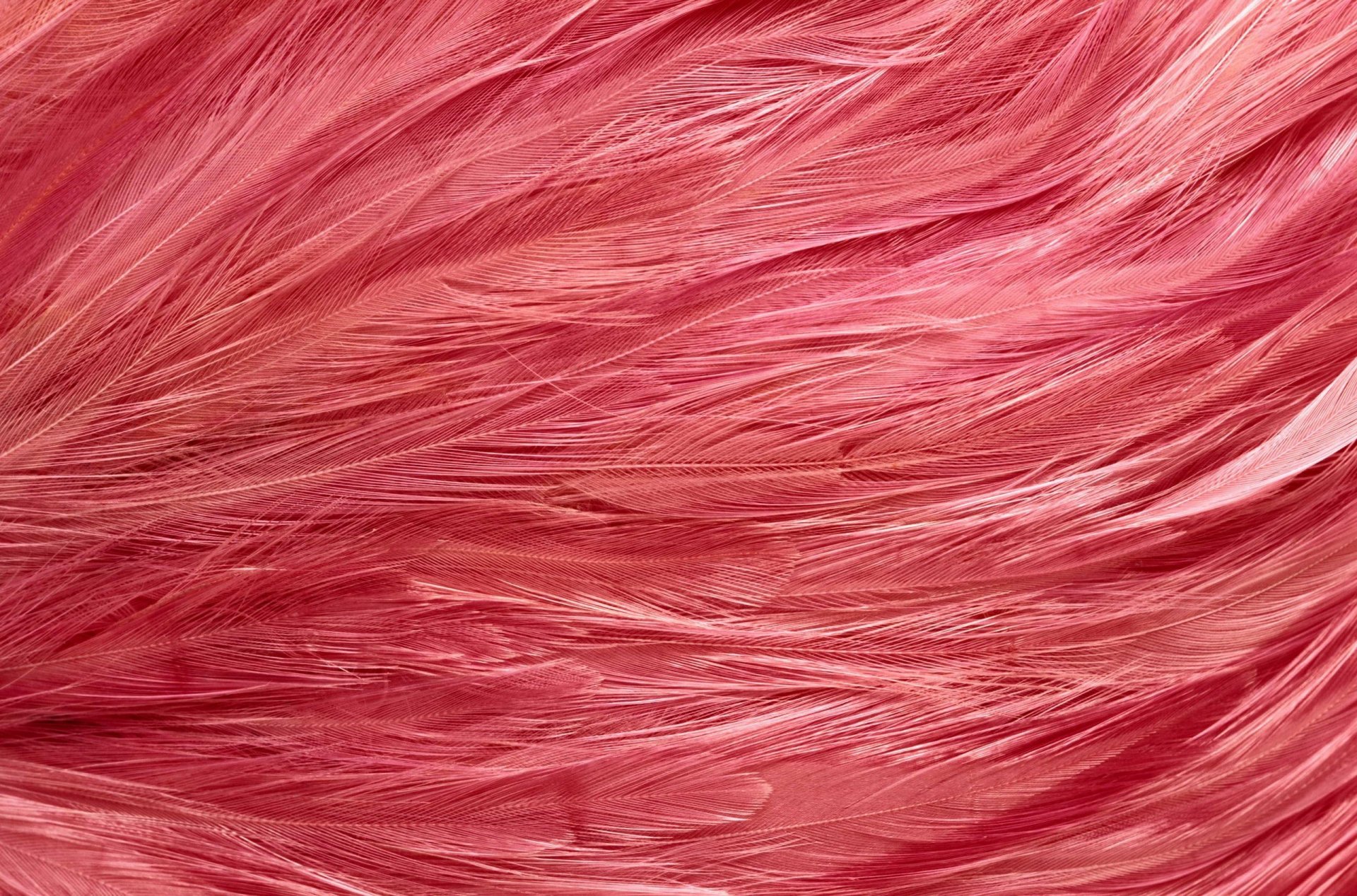 textures feathers pink flamingo desktop background
