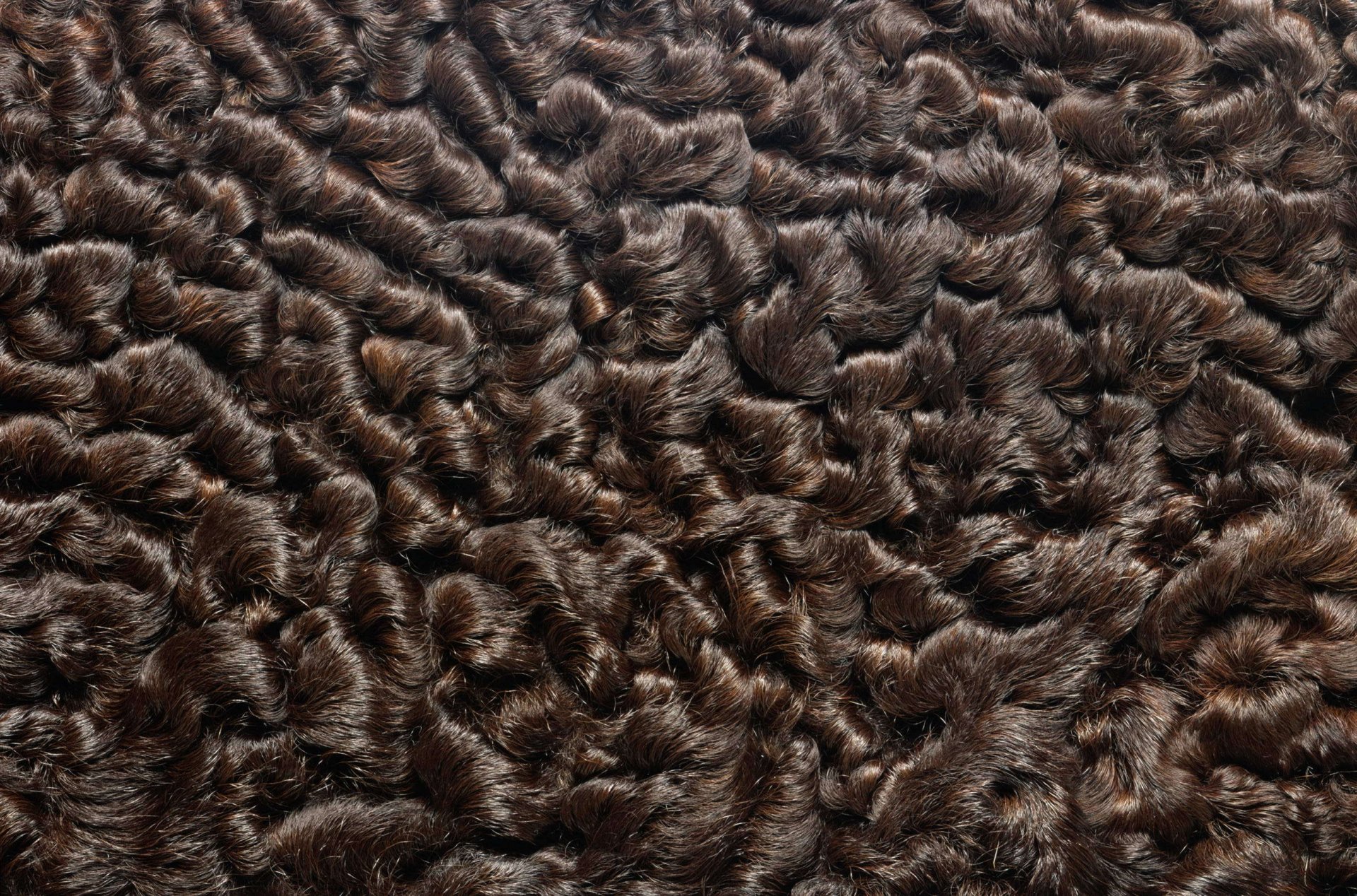 textura piel textura animal fondo de trabajo