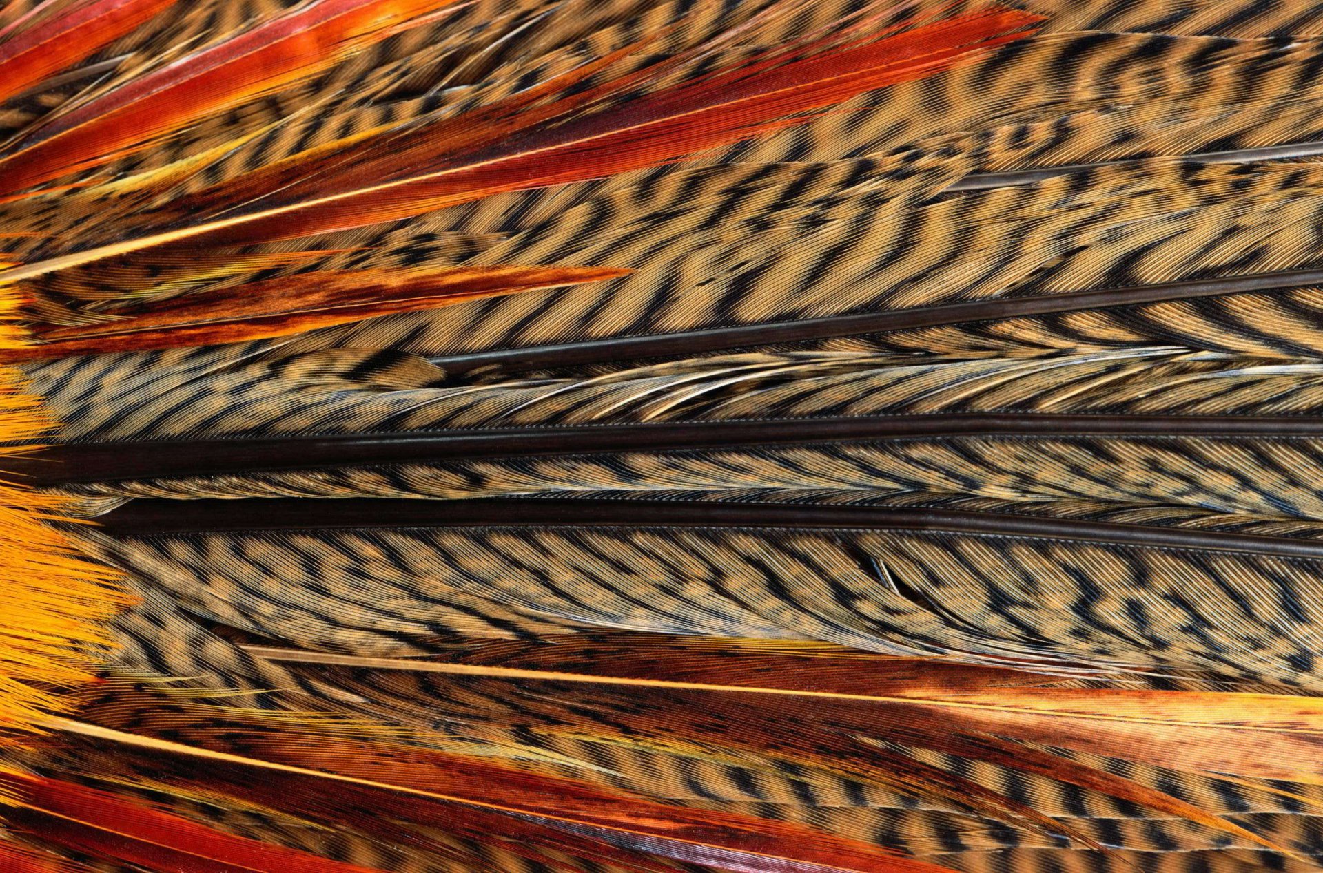 texture piume di uccello esotico texture animale sfondo sul lavoro