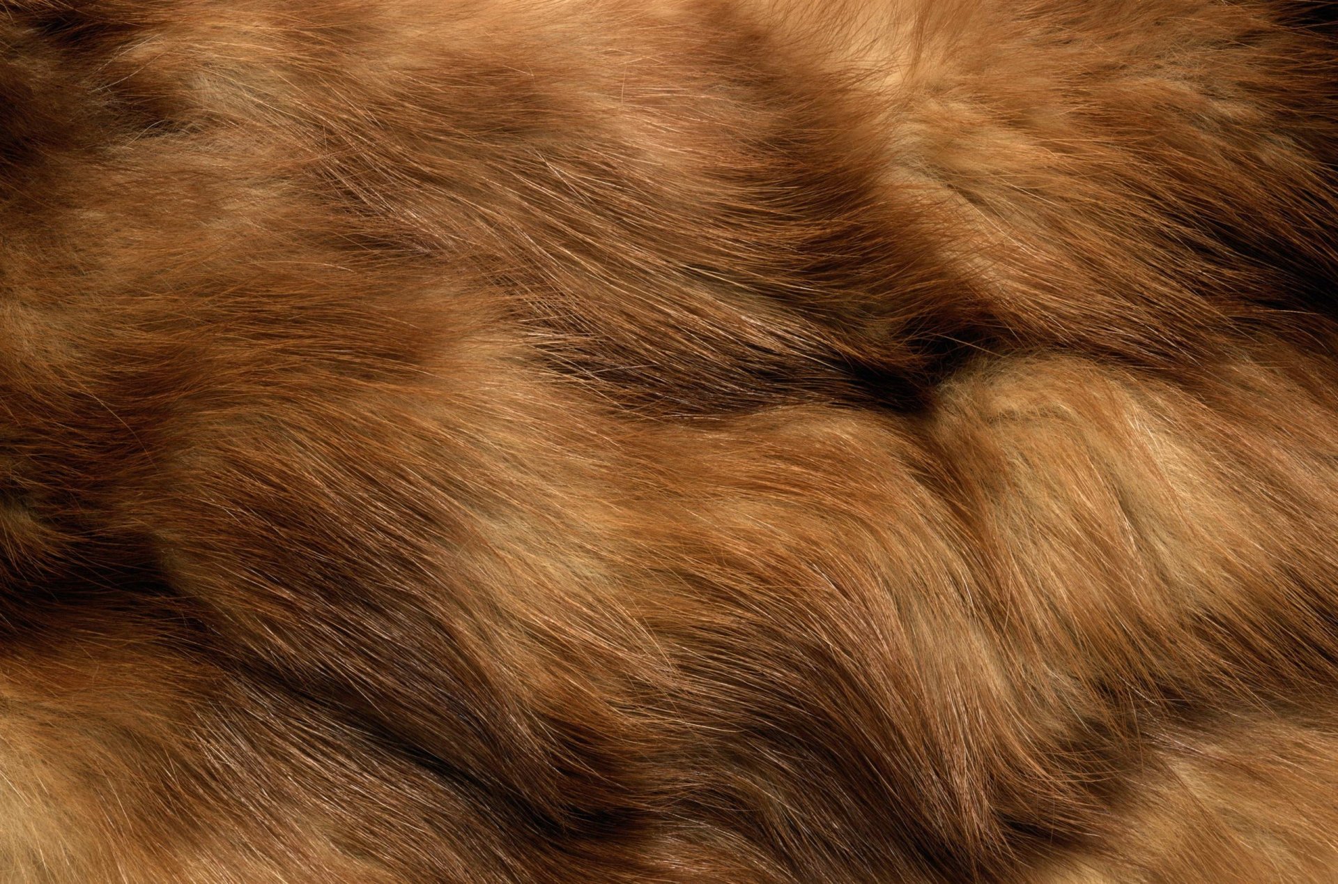 texture fourrure texture animale fond d écran