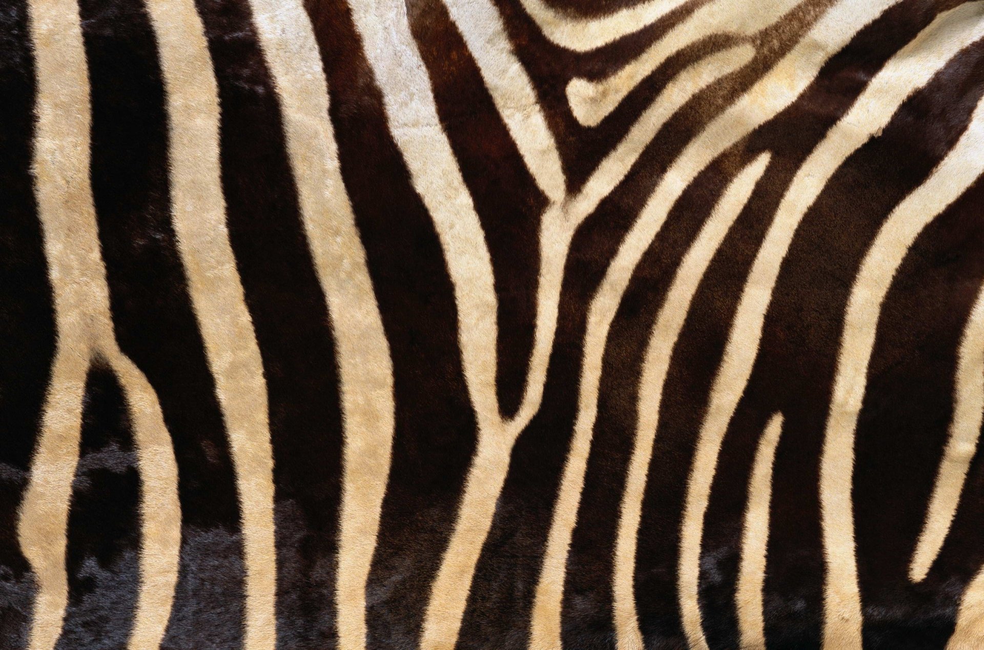 textura piel textura animal fondo de trabajo