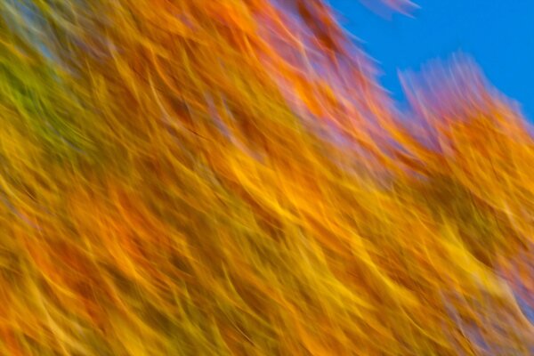 Texture di fiori gialli e blu