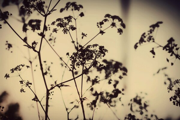 Fotos de plantas al atardecer