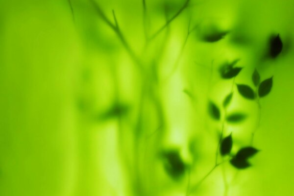 Image floue de feuilles sur fond vert