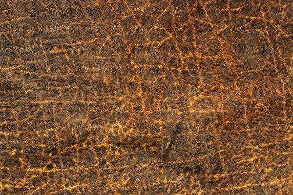 Textura piel de animal veteada