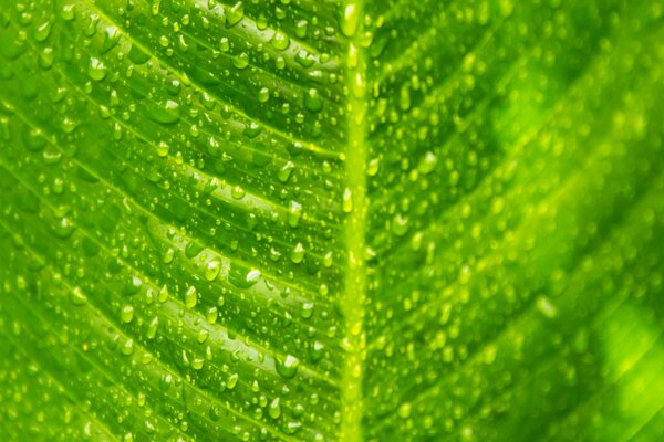 Gotas de rocío en una hoja verde