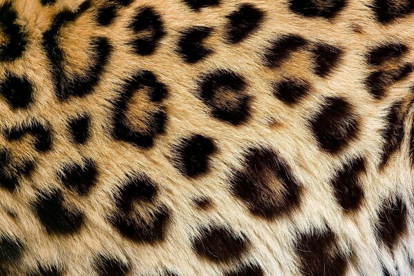 Textura de piel de leopardo cerca