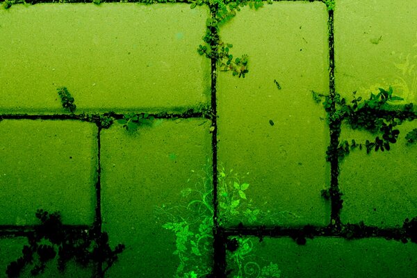 Piante nelle cuciture delle finitrici in luce verde