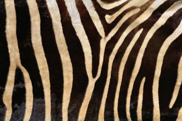 Zebra-Textur als Hintergrund