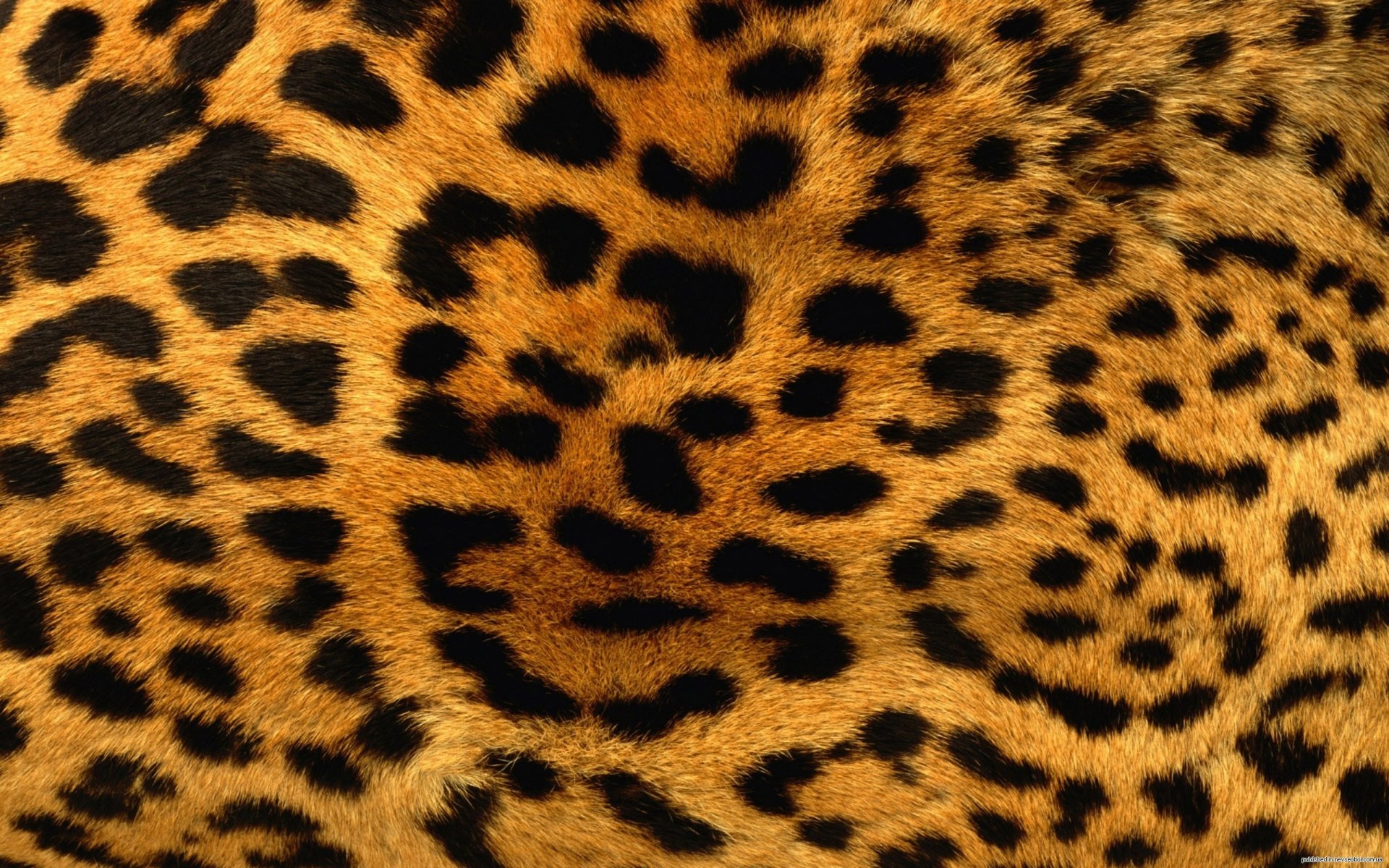 textur leopard fell