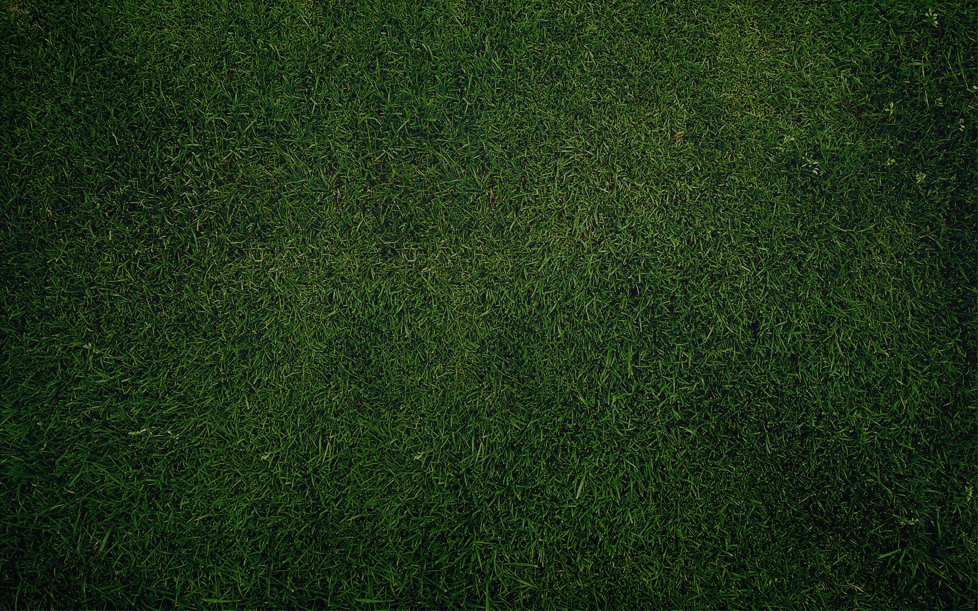 texture lawn grass greenery green wallpaper