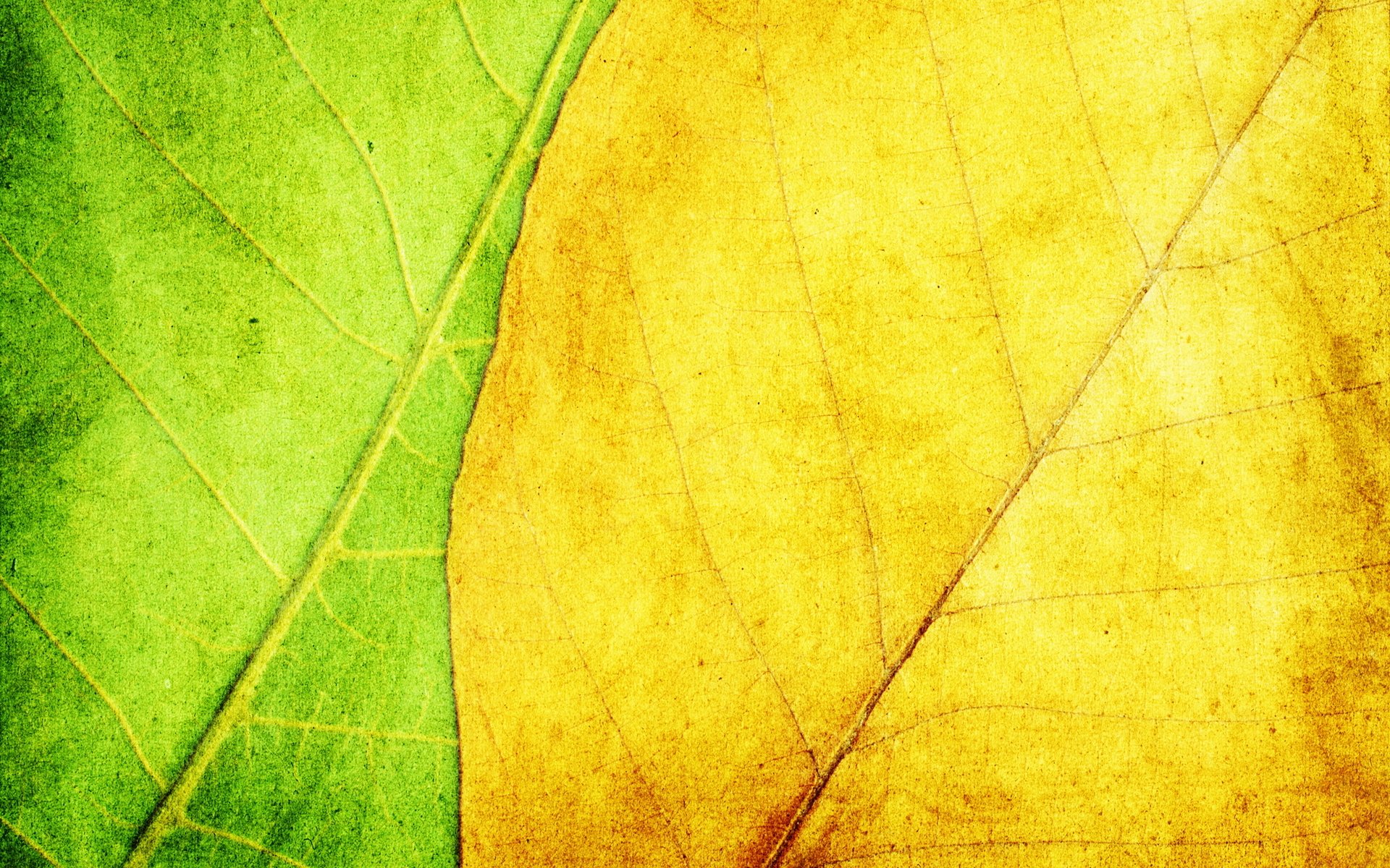 texture fond feuilles jaune vert