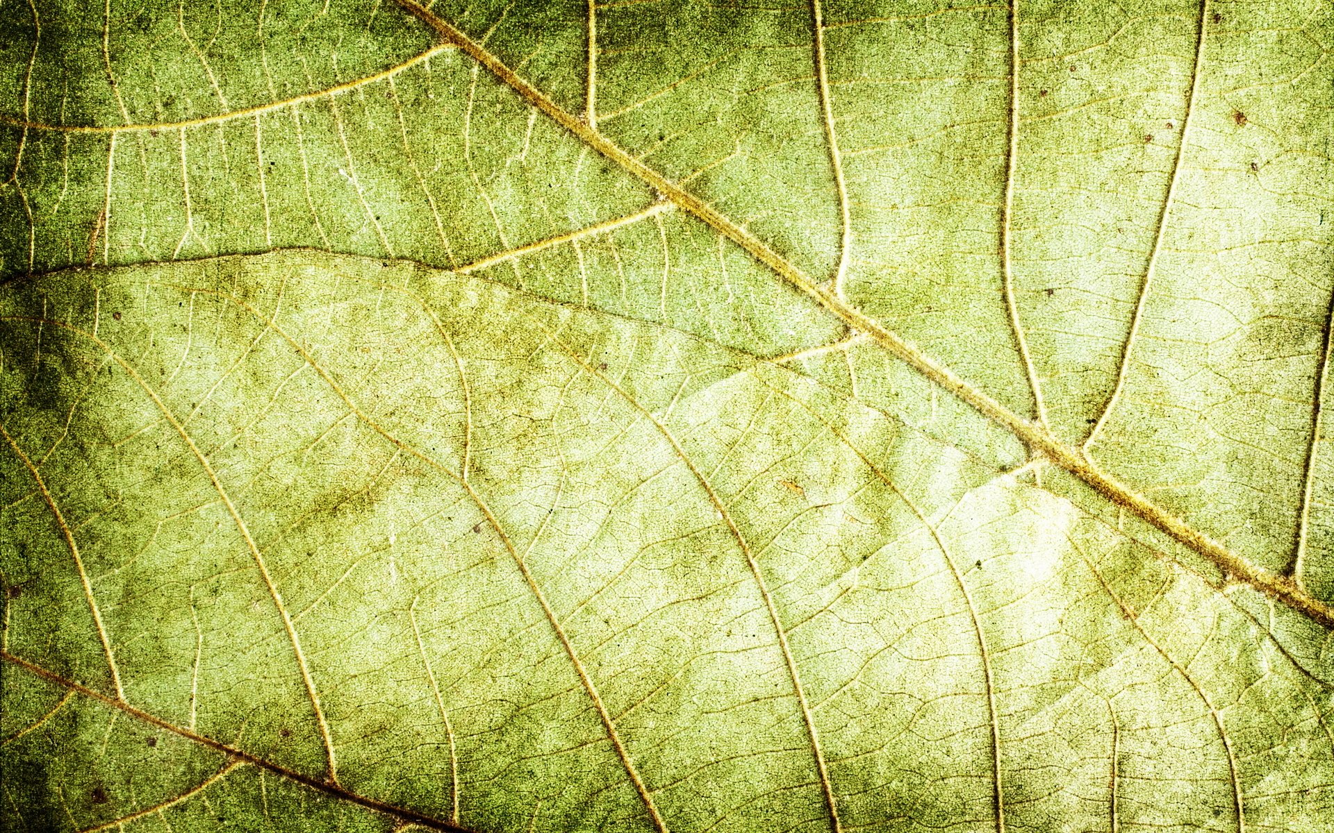 texture fond vert feuilles