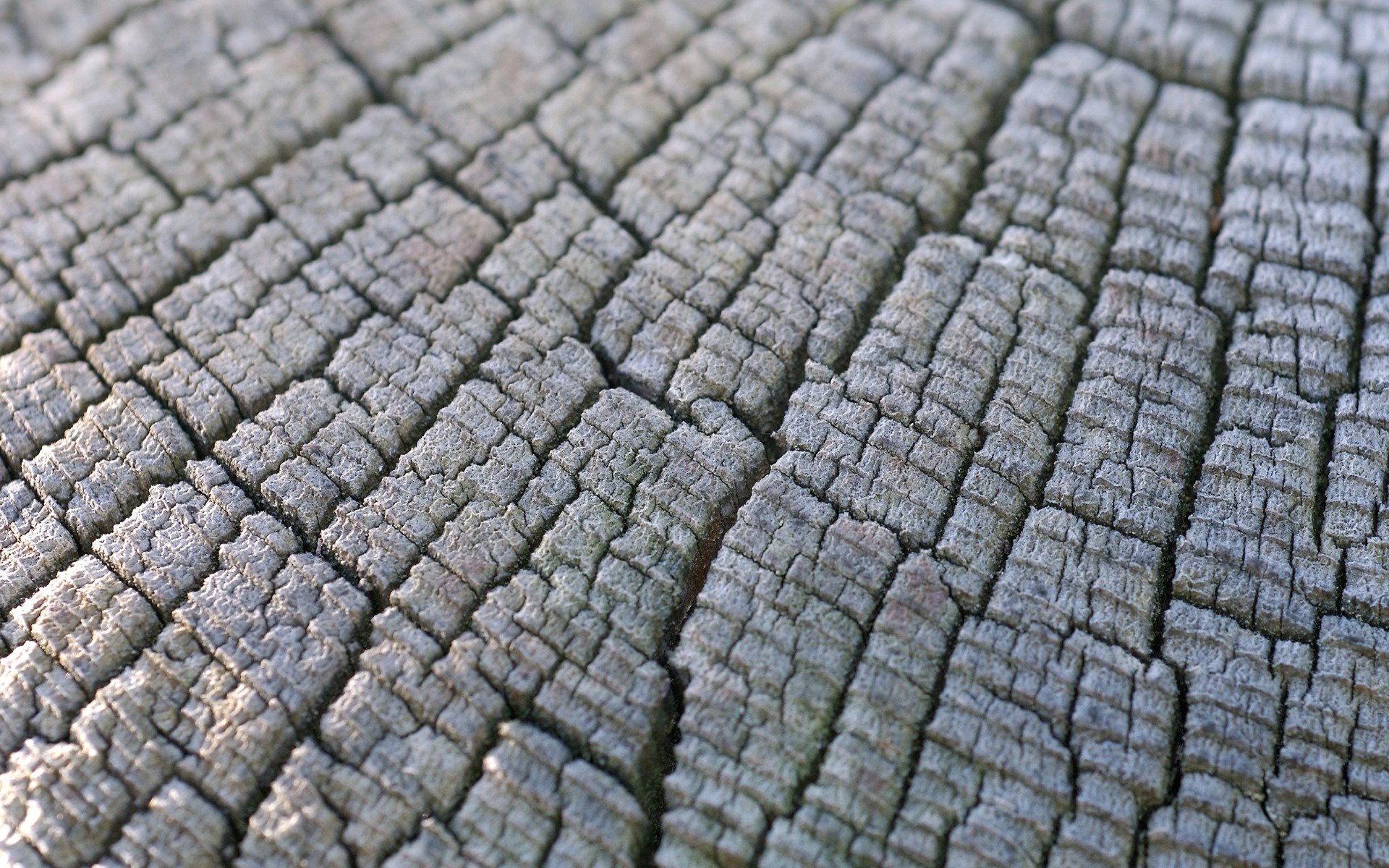 textura textura macro madera madera tocón cáñamo