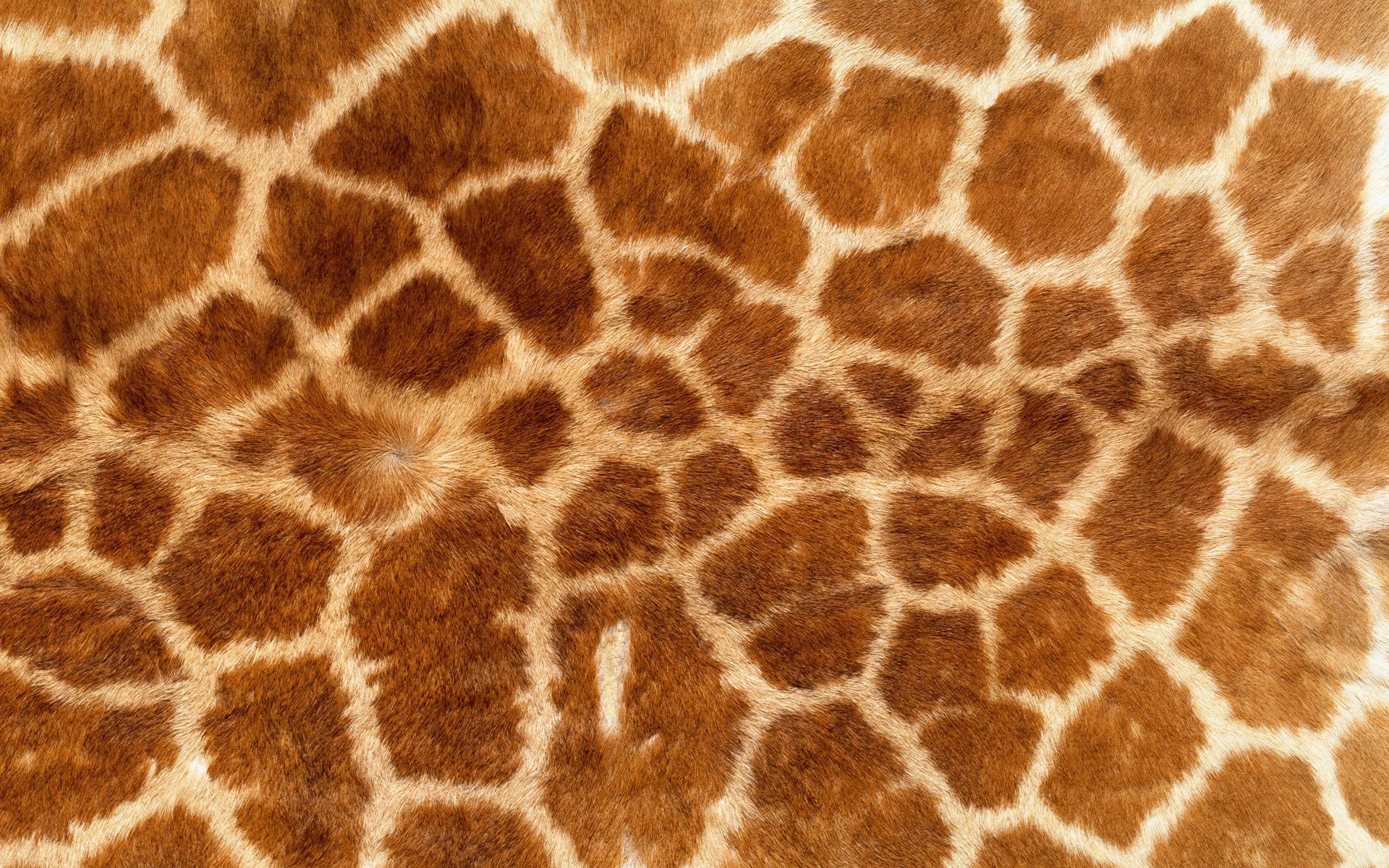 textur haut fell giraffe hintergrund tapete