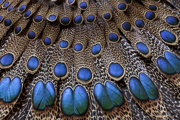 Bright peacock tail pattern