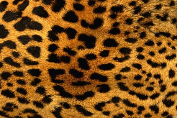 La textura de la piel se crea bajo el Leopardo