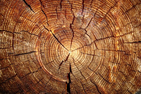 The tree is a log with a cut in the center