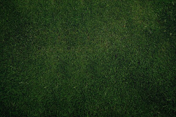 Soft texture of green grass