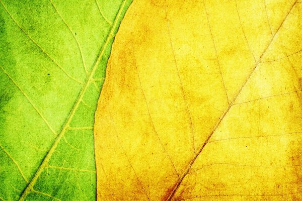 Macro shot of the veins of autumn leaves