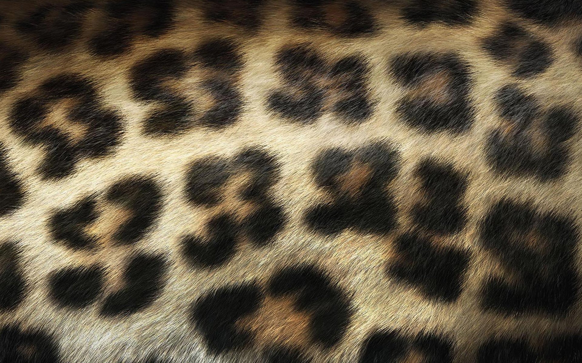 leopard wool spot