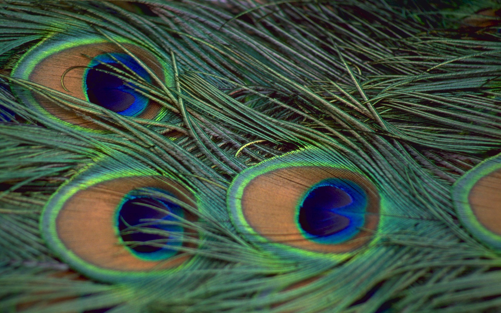 peacock feather