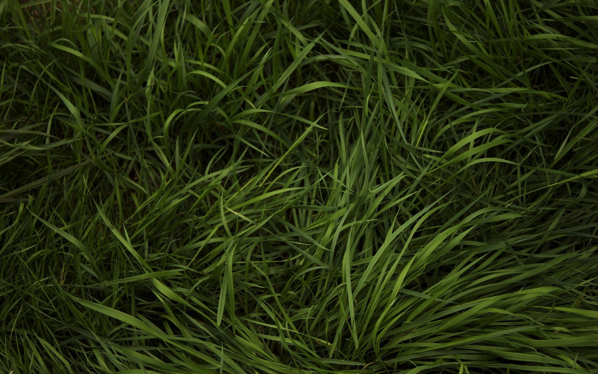 gras grüns gras