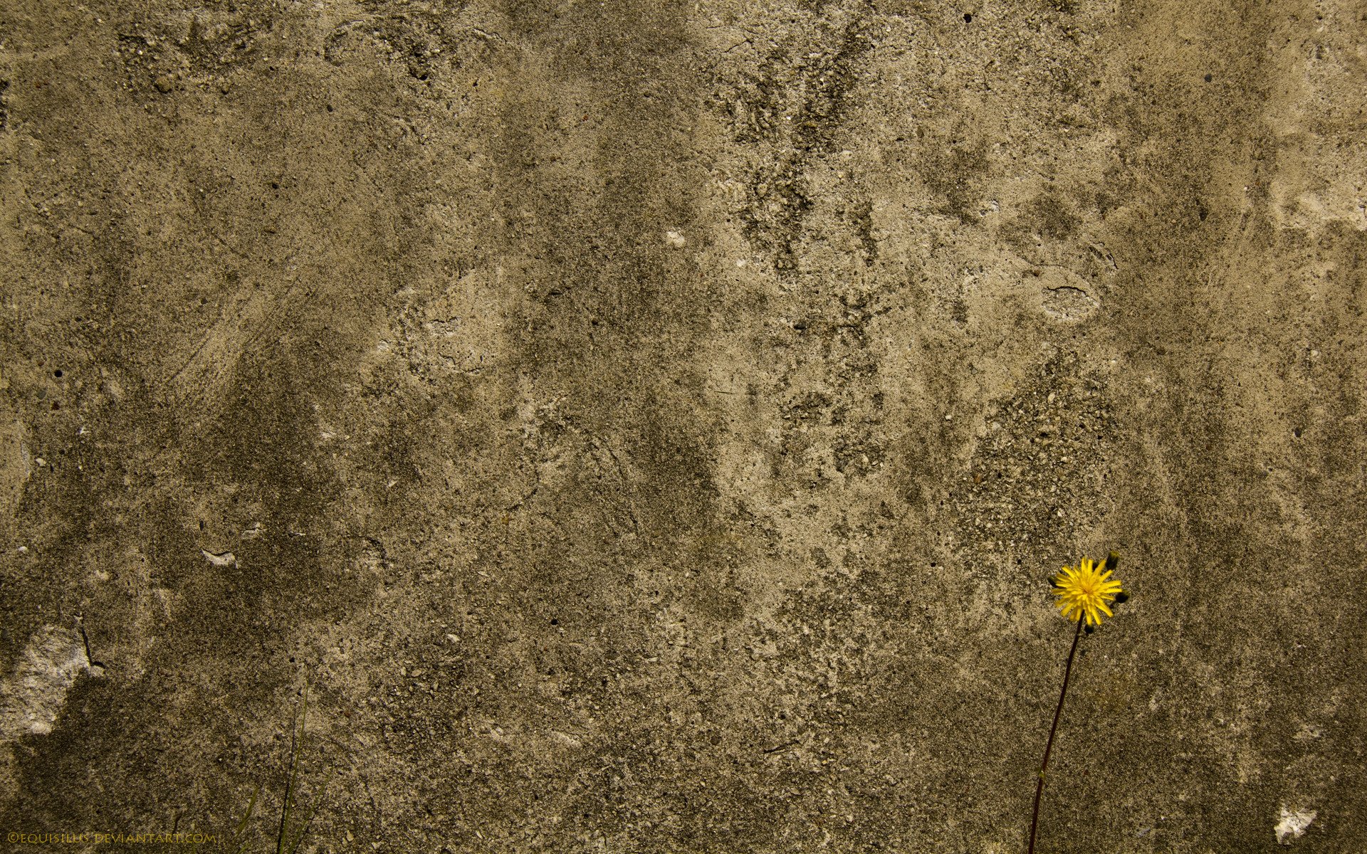 hormigón pared flor