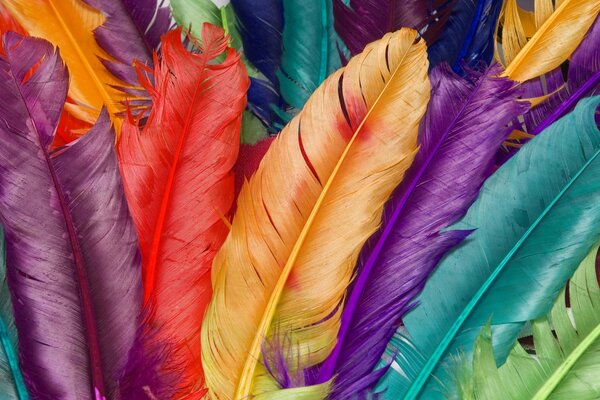 Rainbow bird feathers in macro photography