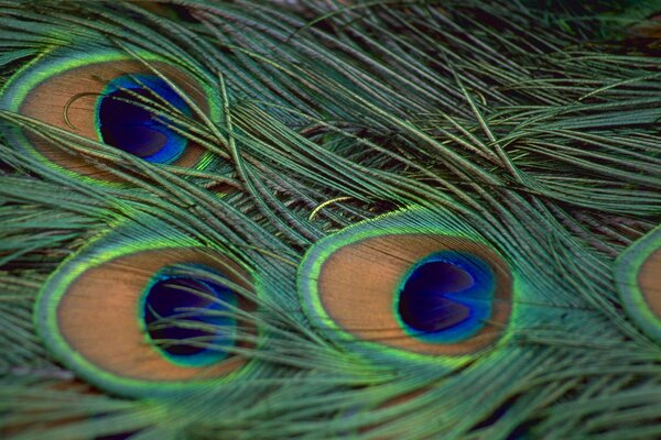 Синие глаза на перьях павлина