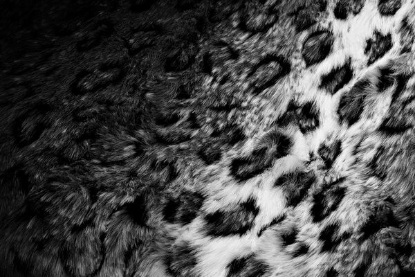 Black and white photo of spotted leopard fur