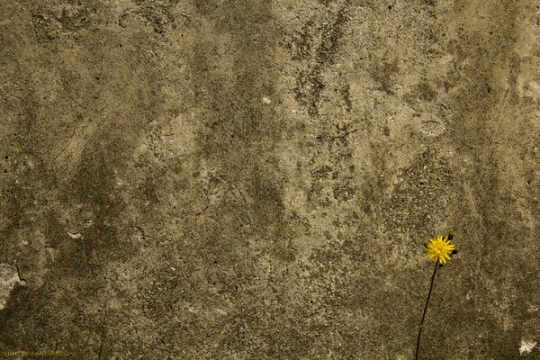 Muro di cemento e fiore molto bello