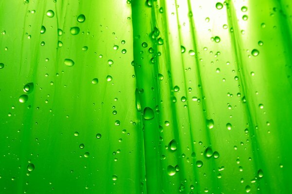 Raindrops on a green background