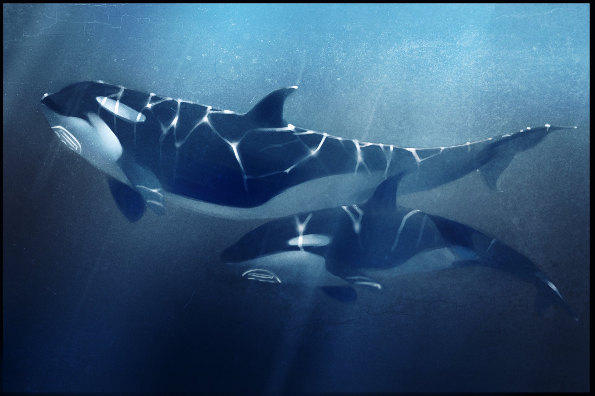 killer sea depth orca