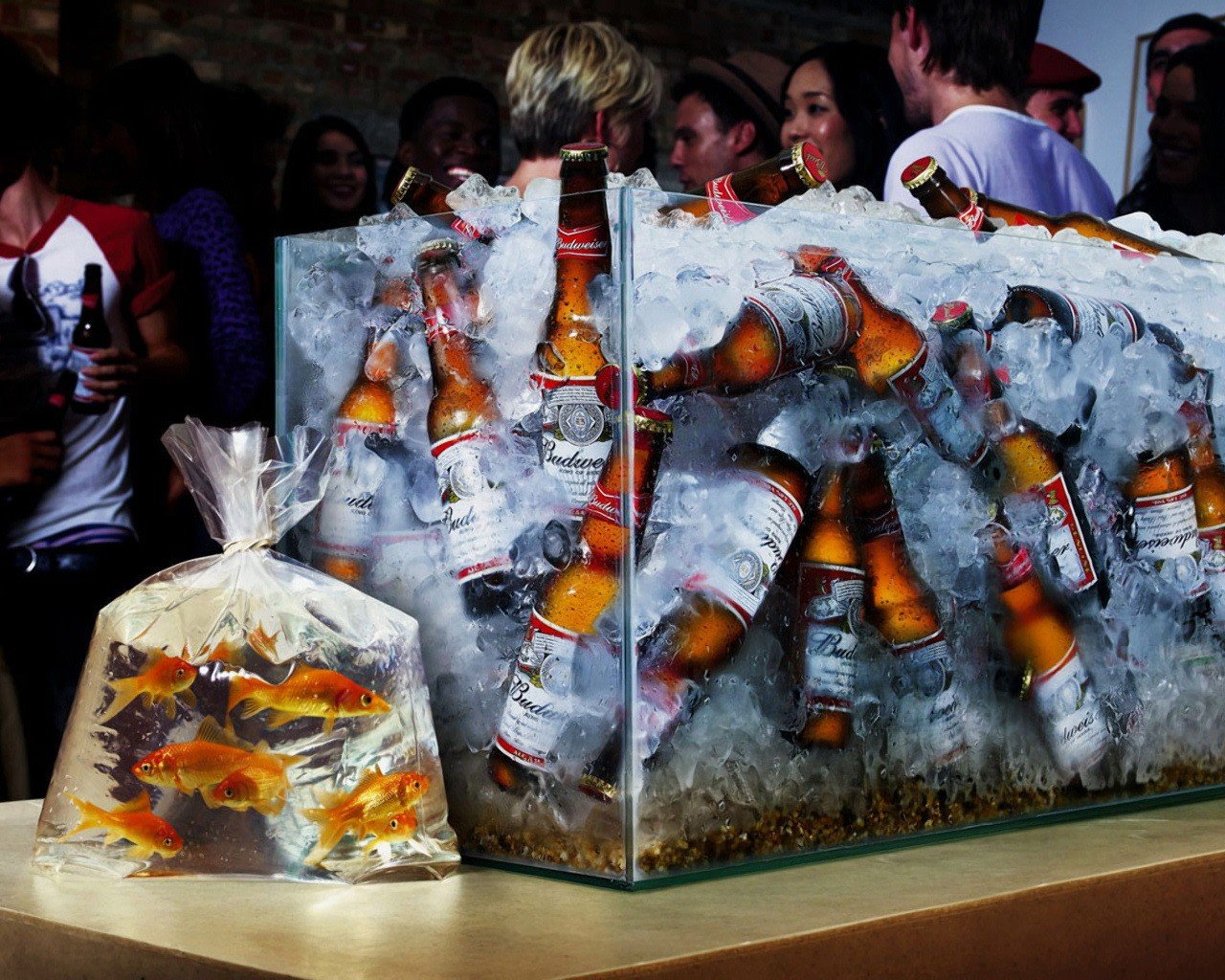 beer fish aquarium